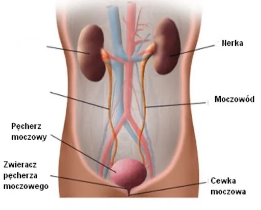 Jakie leki na zapalenie pęcherza moczowego skutecznie łagodzą ból?